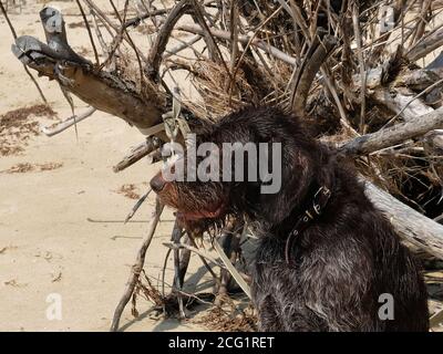 Cane da caccia, Drafaar seduto su una spiaggia bagnata dopo il nuoto nel fiume. Foto Stock