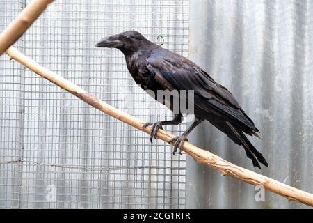 Grande nero comune Raven è seduto su un ramo Foto Stock