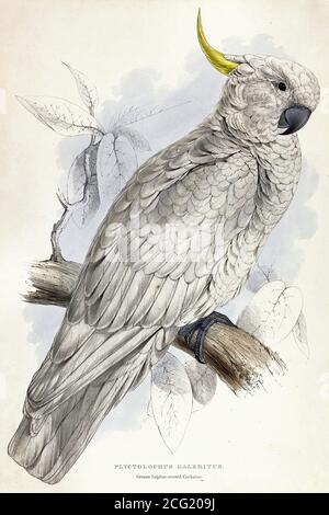 Lear Edward - Plyctolophus galeritus. Greater Sulphur-Crested Cockatoo - British School - 19 ° secolo Foto Stock