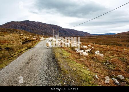 Le pecore bloccano una strada in un giorno nuvoloso in Scozia Highlands Foto Stock
