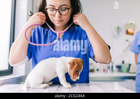 Veterinario ascolto di un jack russell terrier cucciolo Foto Stock