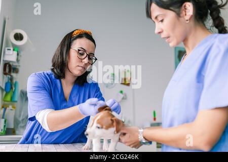 Veterinario con un cane per una revisione in clinica Foto Stock