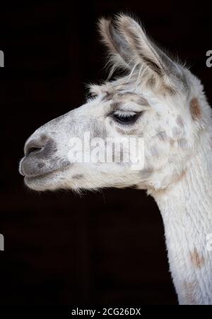Testa di Llama in primo piano contro fondo nero Foto Stock
