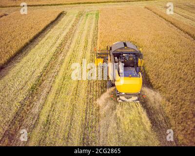 Mietitrebbia che lavora su un campo di grano grande. Vista aerea della mietitrebbia Foto Stock