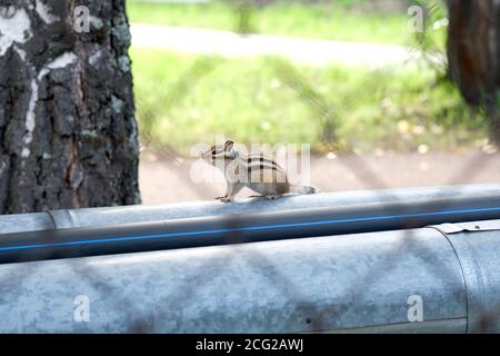 Un chipmunk è seduto su un tubo di riscaldamento. Foto attraverso la recinzione, i contorni sono visibili. Foto Stock