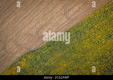 Vista dall'alto di un campo con mais e terreno coltivabile. Texture campo fattoria Foto Stock