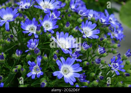 bouquet di margherita blu closeup non persone margherite africane Foto Stock
