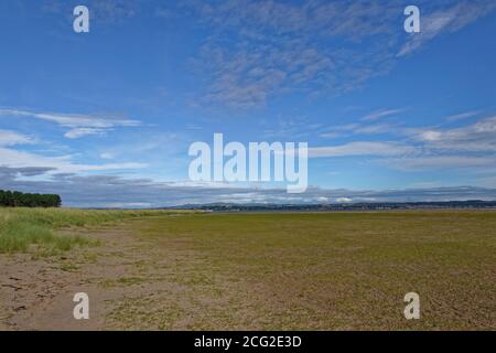 La flora sub acquatica sul litorale, che copre la sabbia della spiaggia delicatamente scaffalata a Tentsmuir Point nell'estuario del Tay. Foto Stock