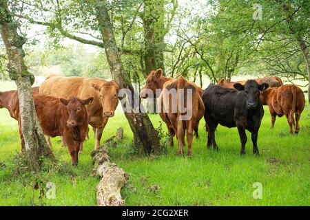 allevamento di sukler che pascolano in bosco Foto Stock