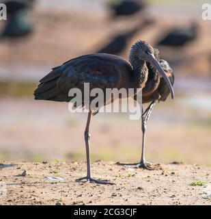 Ibis lucido (Plegadis falcinellus) Foto Stock