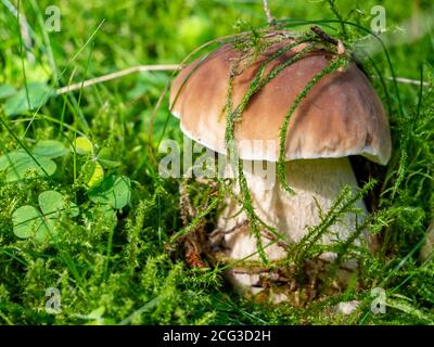 Funghi porcini su un pavimento di muschio nella foresta Foto Stock