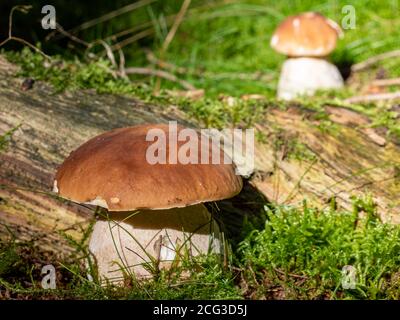 Funghi porcini in piedi nel bosco. Tempo di funghi Foto Stock