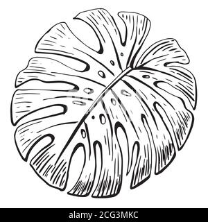 Foglia di Monstera - disegno a una linea. Linea continua pianta esotica. Illustrazione minimalista disegnata a mano, vettoriale Illustrazione Vettoriale