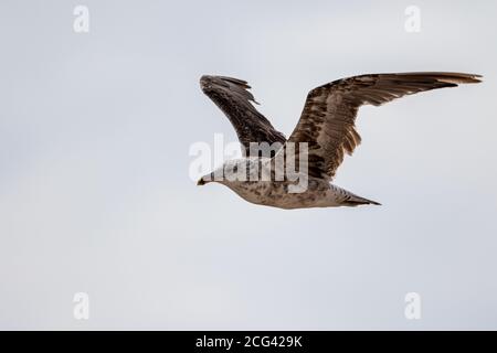 Cattura in volo di un gabbiano immaturo dei Belchers Foto Stock
