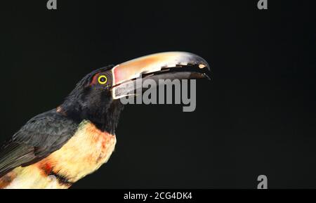 Collaraed araçari (aracari collarati) - Costa Rica Foto Stock