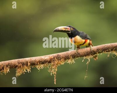 Collaraed araçari (aracari collarati) - Costa Rica Foto Stock