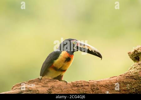 Collaraed araçari (aracari collarati) - Costa Rica Foto Stock