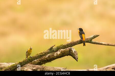 Baltimore oriole coppia maschile e femminile - Costa Rica Foto Stock