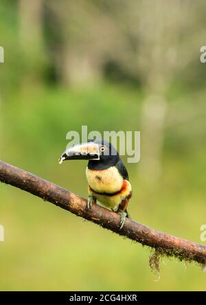 Collaraed araçari (aracari collarati) - Costa Rica Foto Stock