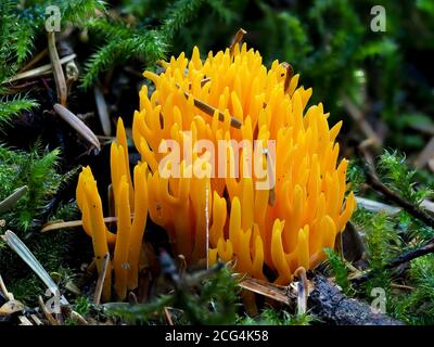 Lo Staghorn giallo (Calocera viscosa) è un fungo su legno di conifere Foto Stock