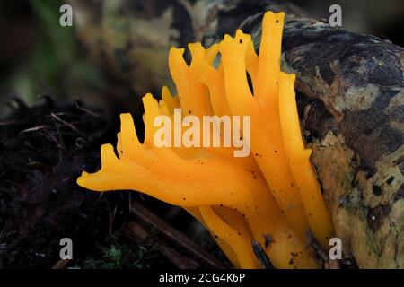 Lo Staghorn giallo (Calocera viscosa) è un fungo su legno di conifere Foto Stock