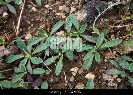 Hieracium pilosella fiore e foglia primo piano Foto Stock