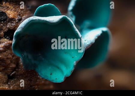 L'Elfcup Verde (Chlorociboria aeruginosa) è un fungo su legno Foto Stock