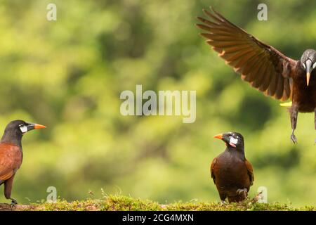 Montezuma oropendola - Costa Rica Foto Stock