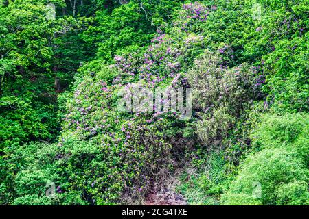 I rododendri fioriti a Woody Bay nel Parco Nazionale di Exmoor, Devon. Foto Stock