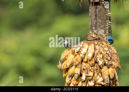 Allagatore dorato con superriduttore luminoso - Costa Rica Foto Stock