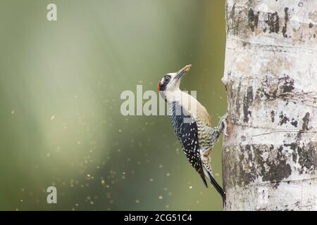 Picchio nero scava un nido in un albero Costa Rica Foto Stock