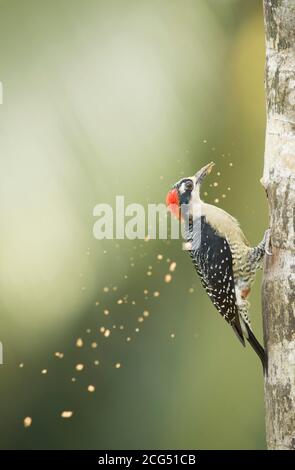 Nido scavato nell'albero, Melanerpes pucherani, Santa Rita, Costa Rica settentrionale Foto Stock