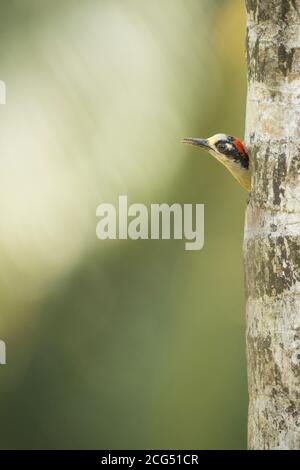 Picchio nero scava un nido in un albero Costa Rica Foto Stock