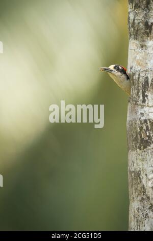 Picchio nero scava un nido in un albero Costa Rica Foto Stock