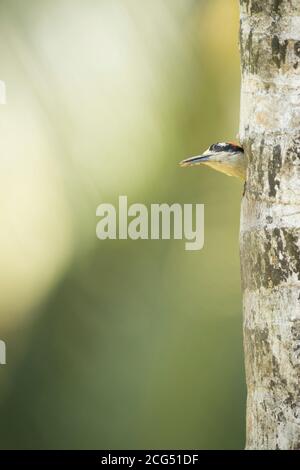 Picchio nero scava un nido in un albero Costa Rica Foto Stock