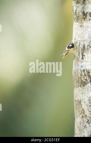 Picchio nero scava un nido in un albero Costa Rica Foto Stock