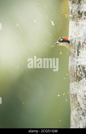 Picchio nero scava un nido in un albero Costa Rica Foto Stock