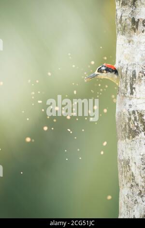 Picchio nero scava un nido in un albero Costa Rica Foto Stock