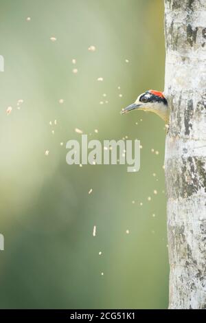 Picchio nero scava un nido in un albero Costa Rica Foto Stock