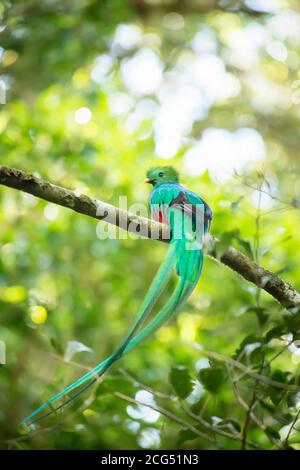 Maschio risplendente quetzal-Monteverde - Costa Rica Foto Stock