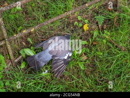 Un piccione grigio che giace su un'erba al lato di una strada sotto una recinzione di metallo. Foto Stock