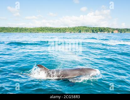 False killerwhale - Parco Nazionale di Corcovado - Costa Rica Foto Stock