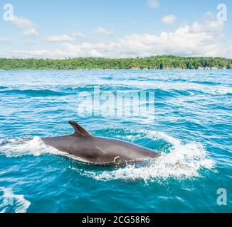 False killerwhale - Parco Nazionale di Corcovado - Costa Rica Foto Stock