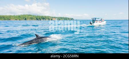 False killerwhale - Parco Nazionale di Corcovado - Costa Rica Foto Stock