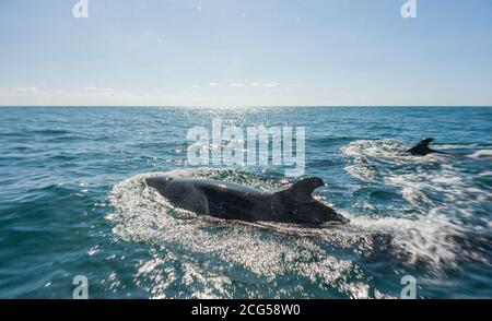 False killerwhale pod - Corcovado National Park - Costa Rica Foto Stock