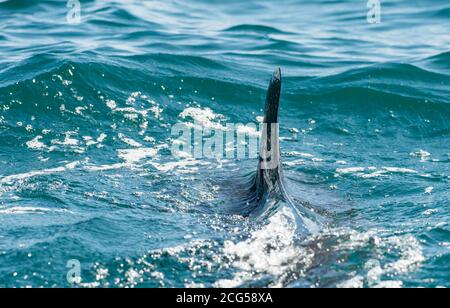 Pinna dorsale falso killerwhale - Parco Nazionale del Corcovado - Costa Rica Foto Stock