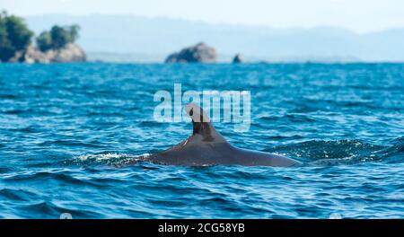 False killerwhale - Parco Nazionale di Corcovado - Costa Rica Foto Stock