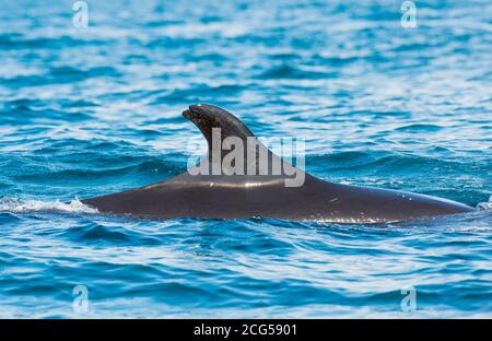 False killerwhale - Parco Nazionale di Corcovado - Costa Rica Foto Stock