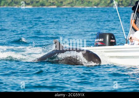False killerwhale - Parco Nazionale di Corcovado - Costa Rica Foto Stock