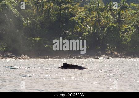 Megattere - Parco Nazionale del Corcovado - Costa Rica Foto Stock